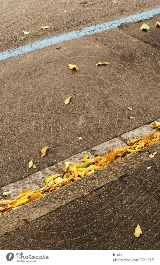 streak Street Lanes & trails Stone Line Stripe Simple Dry Under Brown Yellow Gray Perspective Change Autumn Autumn leaves Autumnal Asphalt flaked Early fall