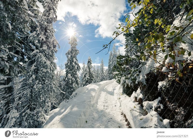 winter walk Nature Landscape Sky Clouds Sun Sunlight Winter Weather Beautiful weather Ice Frost Snow Tree Mountain Lanes & trails Bright Cold Blue Green White