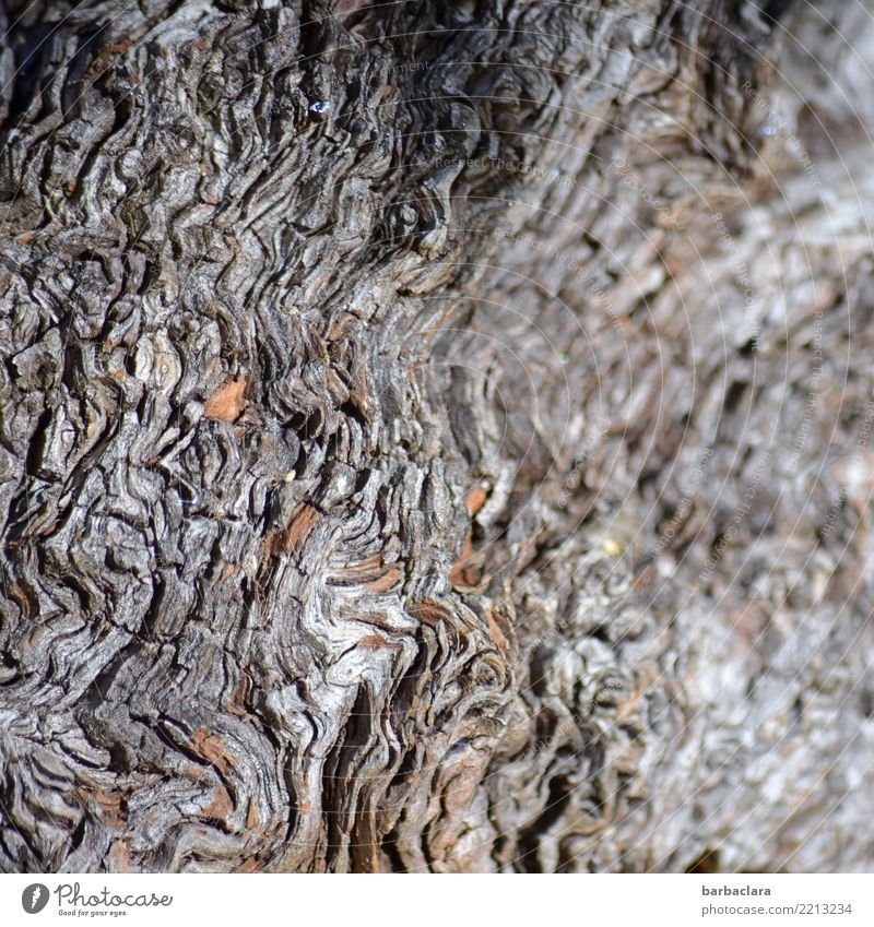 sweeping | wavy lines Plant Tree Root of a tree Line Tracks Old Gray Bizarre Nature Environment Transience Change Destruction Subdued colour Exterior shot