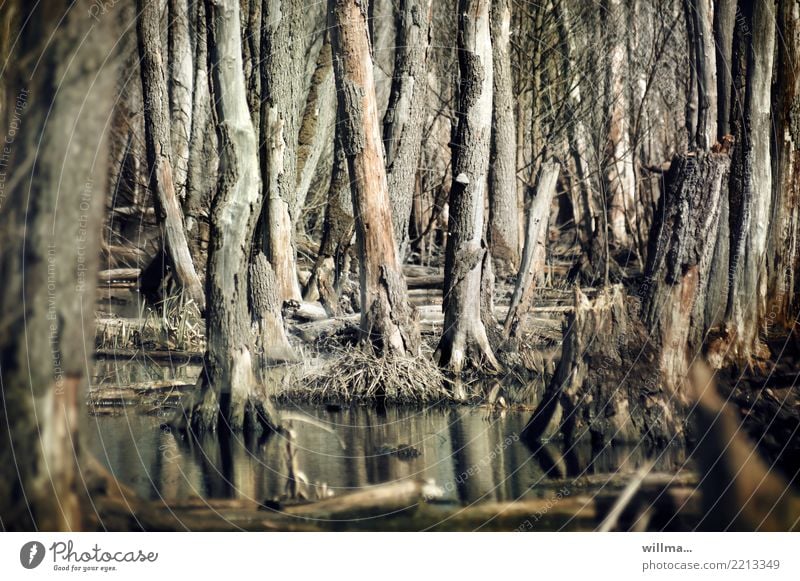 Bare trees in the bog Bog Moorscape bare trees Water Tree Marsh Bleak dead Anklamer peat bog Anklamer Stadtbruch Moor lake Nature Usedom Bizarre