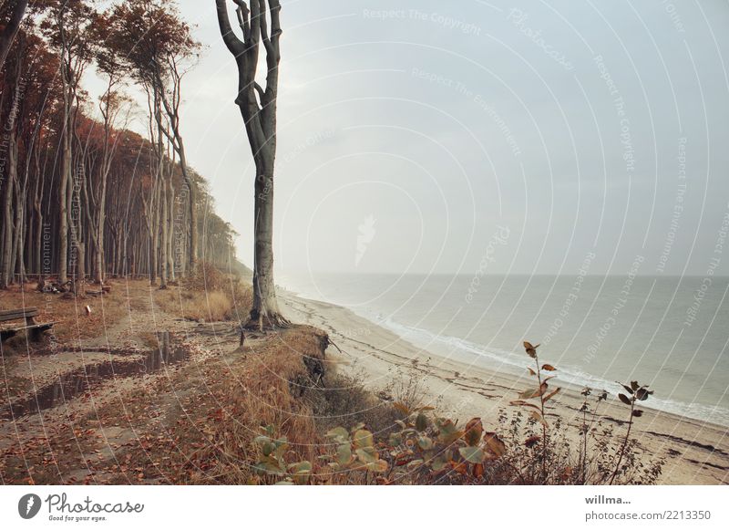 Coastal forest on the Baltic Sea, Nienhagen coast Ocean Ghost forest coastal strip Sandy beach Autumn naturally Copy Space right Beach Landscape Nature reserve