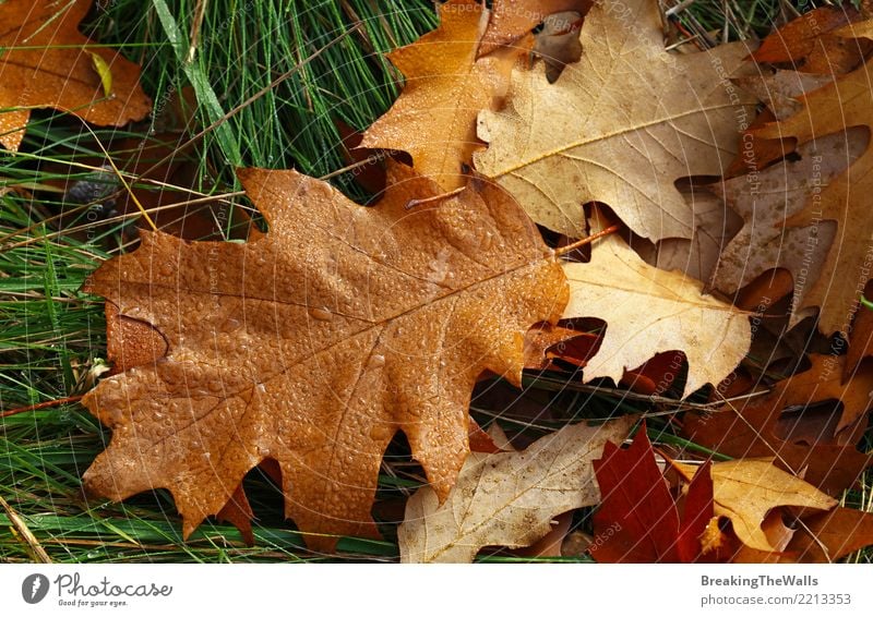 Fallen brown Autumn oak leaves with dew drops Nature Plant Drops of water Weather Beautiful weather Rain Grass Leaf Oak leaf Oak forest Park Forest Lie Brown