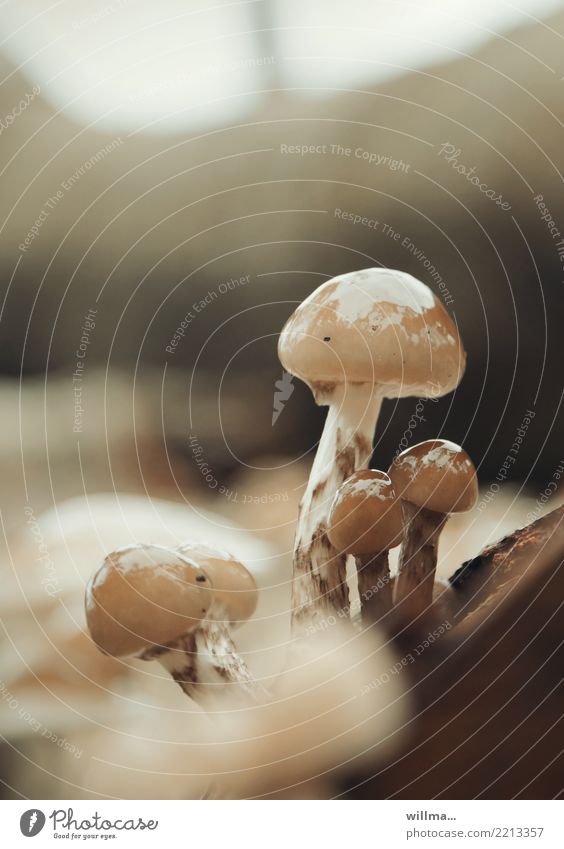 Tree mushrooms in the rain Mushroom Tree fungus Slimy beech cap Glittering Wet Autumn Rain Nature Natural Brown Autumnal Colour photo Exterior shot