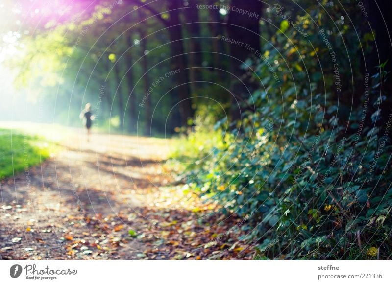 highwayman 1 Human being Nature Sun Sunlight Autumn Beautiful weather Tree Bushes Park Forest Walking Jogging Colour photo Multicoloured Back-light Sunbeam