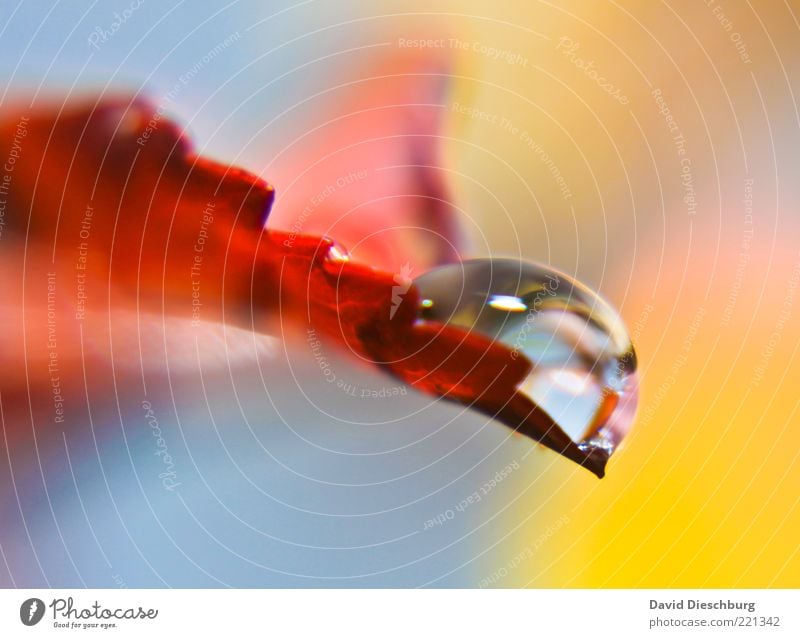 Silver pearl Nature Plant Water Drops of water Autumn Leaf Red Wet Damp Round Reflection Colour photo Exterior shot Close-up Detail Day Light Contrast