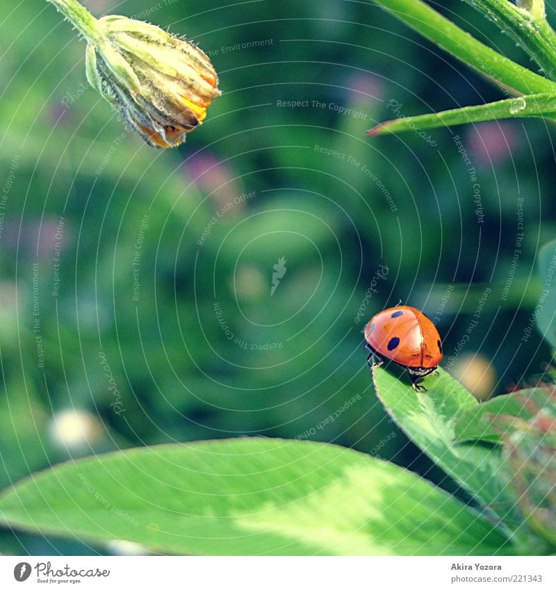 Of longing and waiting Nature Spring Summer Plant Grass Blossom Foliage plant Meadow Animal Beetle Ladybird 1 Blossoming Sit Growth Wait Esthetic Free Yellow