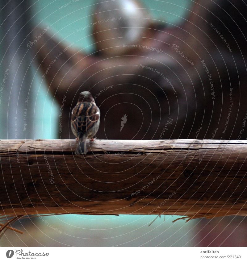 Bird vs. Rhino Barn Enclosure Animal Animal face Wing Zoo Rhinoceros 2 Observe Brown Tolerant Looking Tree trunk Colour photo Interior shot Close-up Twilight