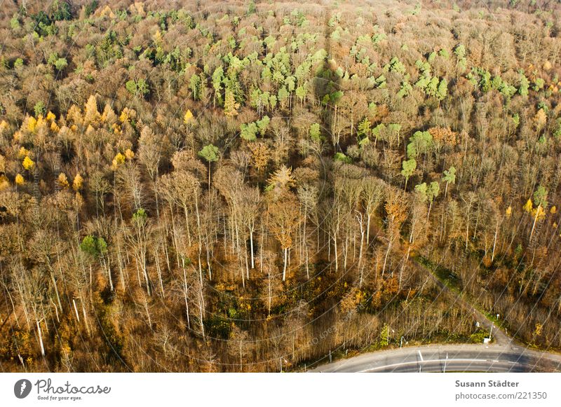 Schduagerter Landscape Plant Autumn Beautiful weather Tree Forest Street Tall Television tower Stuttgart Autumnal colours Multicoloured Curve Cold Brown Above