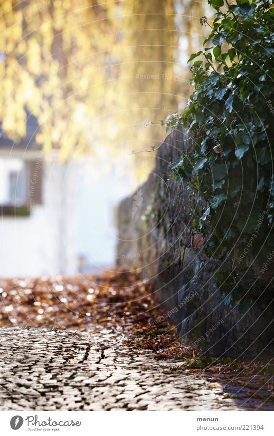 through this hollow alley.... (LT Ulm 14.11.10) Environment Nature Autumn Beautiful weather Plant Ivy Autumn leaves Autumnal Old town