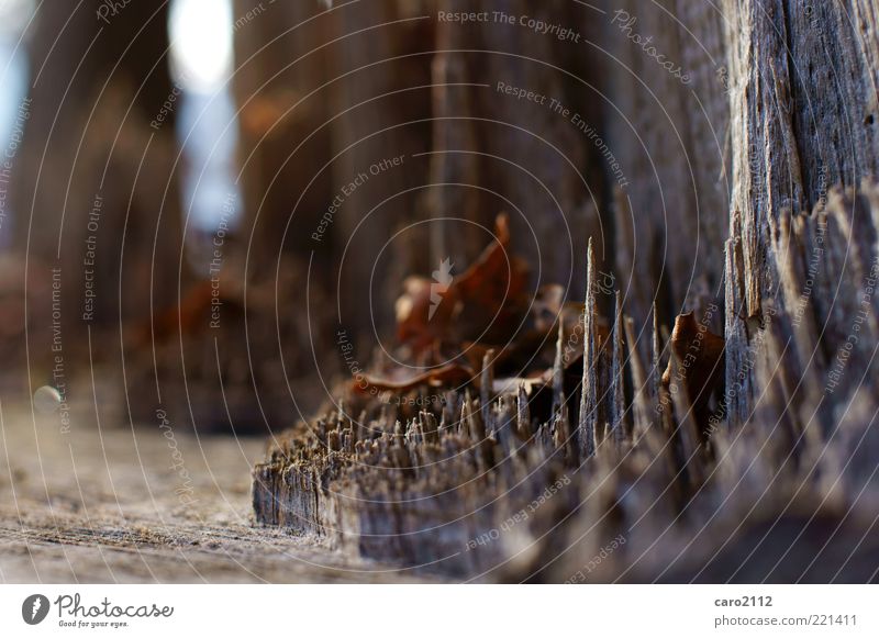 Ouch! Nature Tree Forest Wood Sharp-edged Natural Thorny Brown Moody Authentic Colour photo Exterior shot Day Shallow depth of field Point Woodground