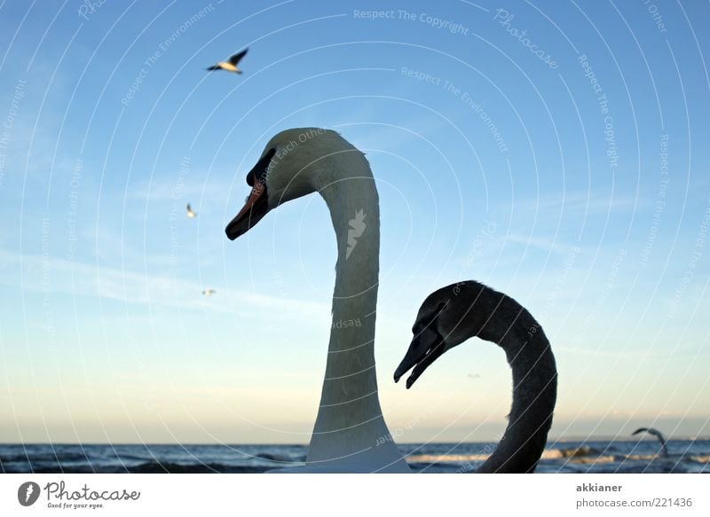 smaltalk Environment Nature Animal Elements Water Waves Coast Baltic Sea Ocean Wild animal Bird Swan Pair of animals Baby animal Animal family Bright Near Wet