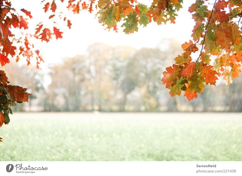 autumn forest Frame Nature Landscape Plant Fog Tree Leaf Canola field Beech leaf Deciduous tree Field Edge of the forest Deserted Discover Relaxation Cold Calm