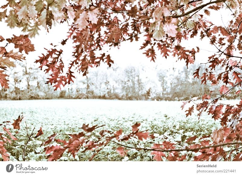 Cold autumn day Frame Nature Landscape Plant Autumn Tree Leaf Field Forest Edge of the forest Deserted Freeze Calm Transience Loneliness Idyll Life Change Time