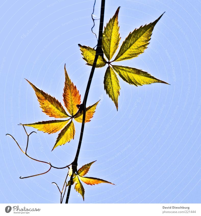 Family Leaf Nature Plant Cloudless sky Autumn Beautiful weather Foliage plant Blue Branch Autumnal Hemp Delicate 3 Difference Colour photo Exterior shot