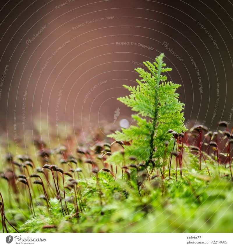 moss tree Environment Nature Plant Earth Autumn Moss Carpet of moss Forest Glittering Growth Small Natural Soft Brown Gray Green Loneliness Uniqueness Idyll