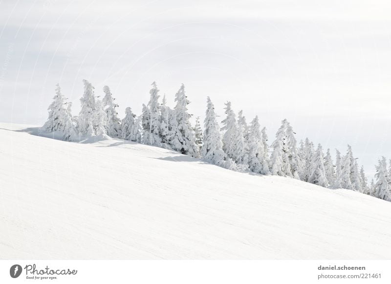 many Christmas trees Winter Snow Mountain Beautiful weather Ice Frost Hill Bright White Fir tree Black Forest Black Forest mountain Subdued colour