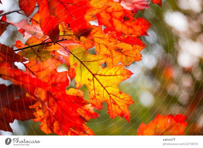 red oak leaf autumn tinting Environment Nature Plant Autumn Tree Leaf Oak tree Oak leaf Park Forest Illuminate Esthetic Beautiful Warmth Yellow Green Orange Red