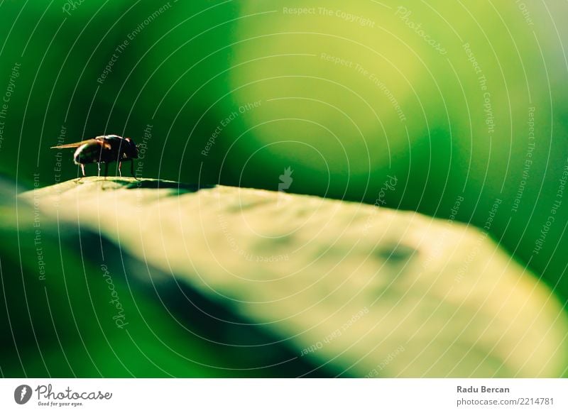 House Fly Macro On Green Leaf Environment Nature Plant Animal Summer Bushes Garden Wild animal 1 Multicoloured Colour Insect Bug Close-up