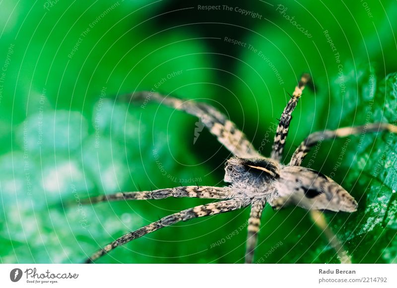 Nursery Web Spider Sitting On Green Leaf In Garden Environment Nature Plant Animal Summer Bushes Park Field Wild animal Animal face 1 Observe Crawl Wait