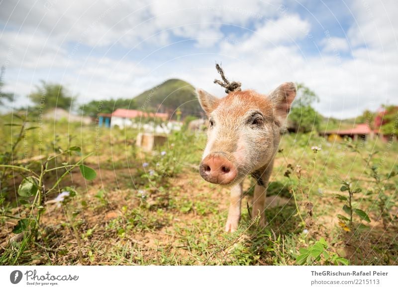 Happy Pig Animal Pet Farm animal 1 Cuddly Blue Brown Green Swine piggy Cute Sweet Be confident Bacon Nose Snout Living thing Pasture Caress Bristles