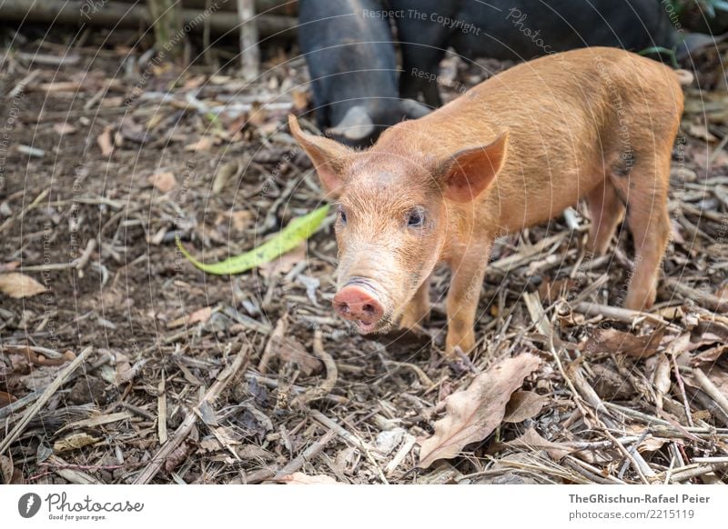 pig Animal Farm animal 1 Brown Black Beautiful Piglet Swine Living thing Nostril Ear Curiosity Cute Bristles Wood Colour photo Exterior shot Deserted