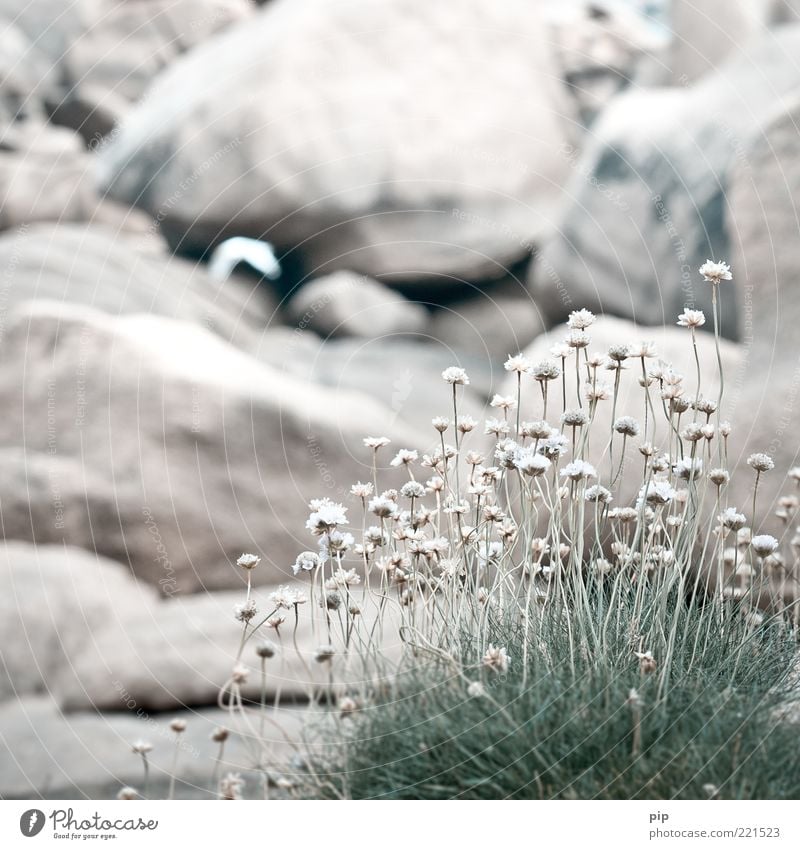 grass stain Plant Flower Grass Blossom Blade of grass Rock Nature Herbs and spices Dry Shriveled Multiple Sparse Stony Stalk Colour photo Subdued colour