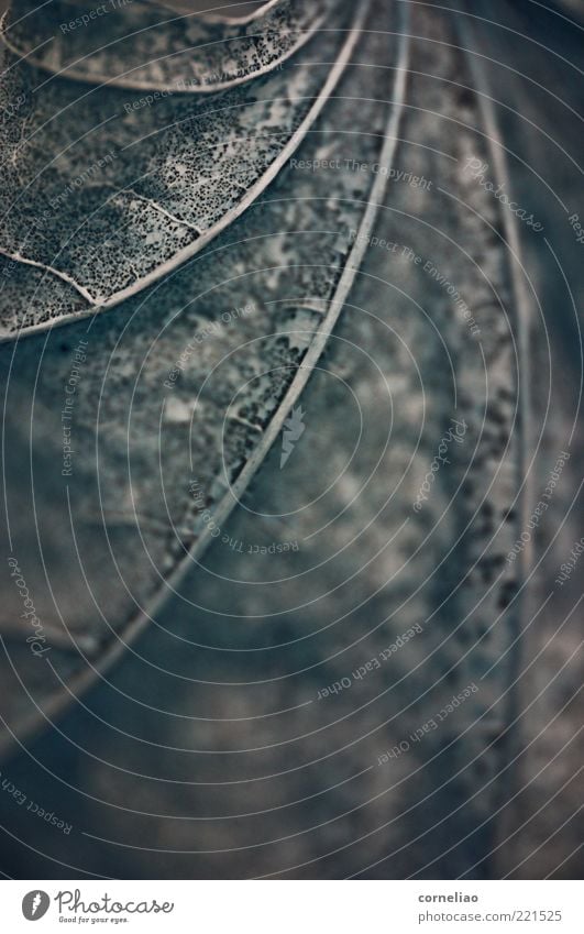 bat Environment Nature Autumn Plant Leaf Esthetic Exceptional Bizarre Surrealism Subdued colour Exterior shot Macro (Extreme close-up) Experimental Abstract