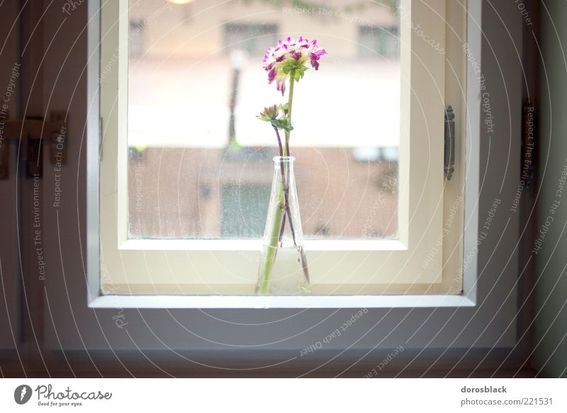 vitrine. Arrange Window board Flower Esthetic Fragrance Elegant Hope Harmonious Vase Colour photo Subdued colour Interior shot Deserted Day Light Sunlight