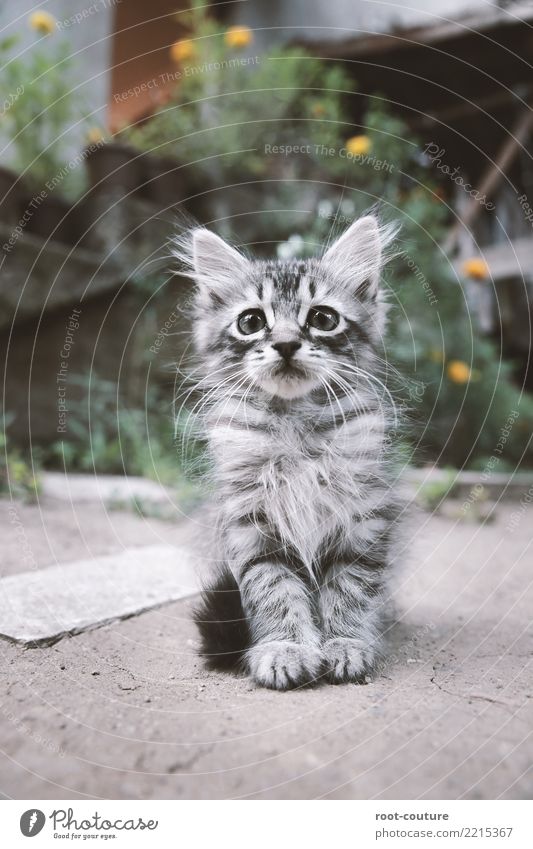 on the catwalk Life Baby Nature Animal Pet Cat Animal face Pelt Paw 1 Baby animal Sit Curiosity Cute Beautiful Gray Love of animals Break fluffy kitty funny