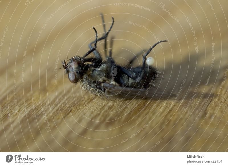 High Noon Insect Fly Death Macro (Extreme close-up) beast bothersome End