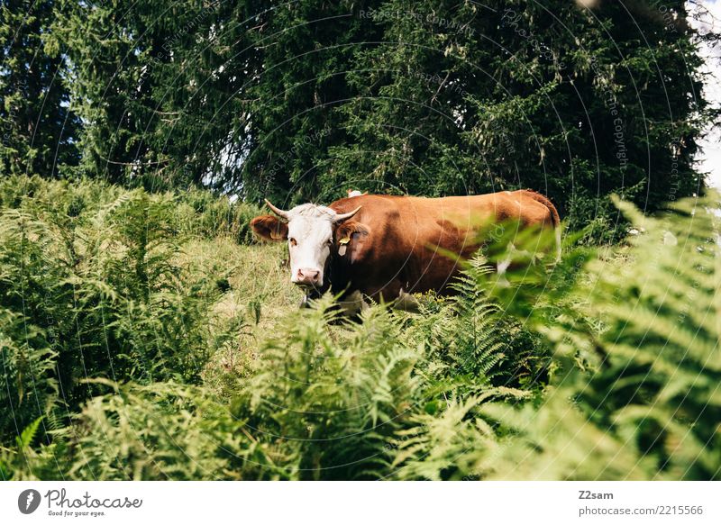 Cow in the Bavarian Alps Hiking Environment Nature Landscape Summer Beautiful weather Grass Bushes Forest Mountain Farm animal Looking Threat Large