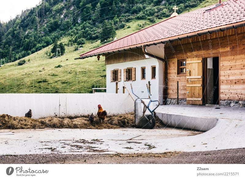 Cock in ... Mountain Environment Nature Alps Hut Farm Rooster 3 Animal Happy Sustainability Natural Contentment Together Relationship Relaxation