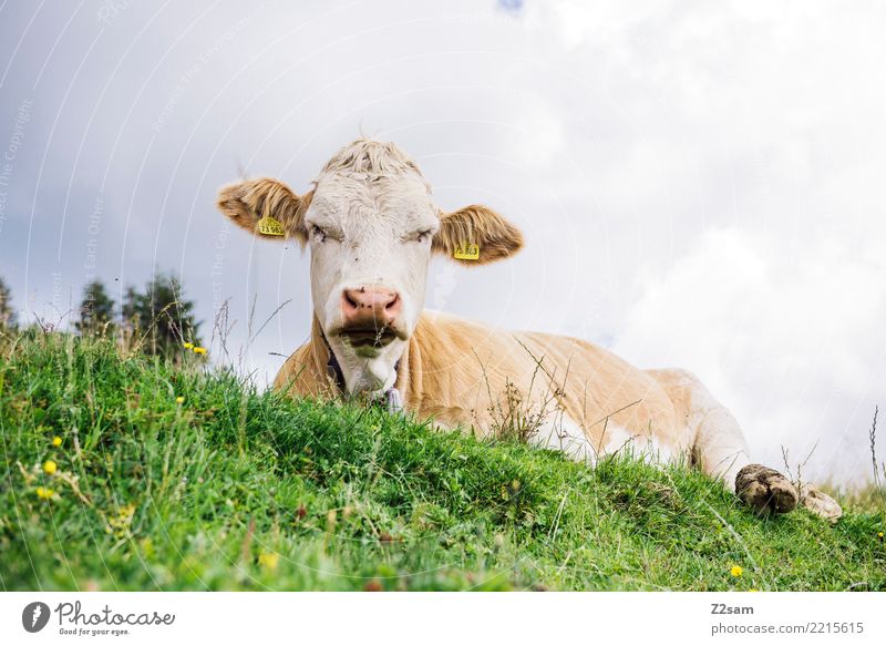 grumpy Hiking Environment Nature Landscape Summer Beautiful weather Meadow Alps Mountain Peak Cow Observe Sleep Aggression Sustainability Natural Green Serene