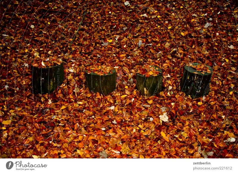 the fantastic four Nature Earth Autumn Weather Tree Forest Longing Loneliness Apocalyptic sentiment Transience November Autumn leaves Leaf Tree stump Dull 4