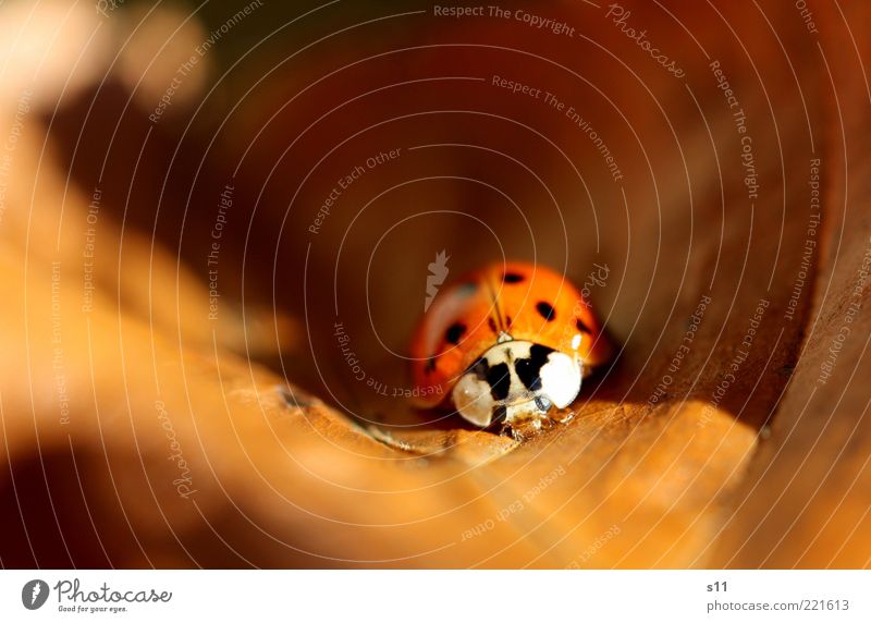 autumn warmth Animal Beetle 1 To enjoy Sleep Ladybird Spotted Warmth Leaf Autumn leaves Seasons Sunlight Colour photo Multicoloured Exterior shot Close-up