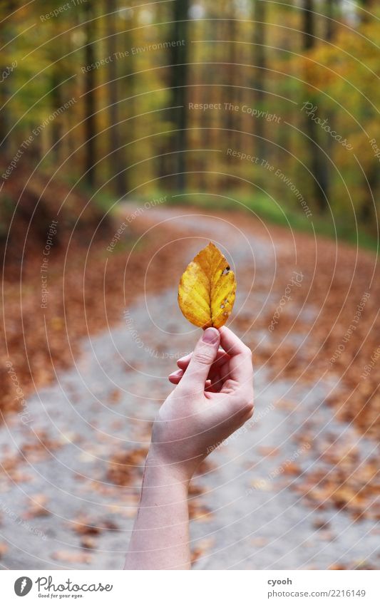 autumn walk Autumn Leaf Forest Touch Free Near Natural Dry Yellow Contentment Loneliness Uniqueness End Experience Peace Serene Life Ease Center point Nature