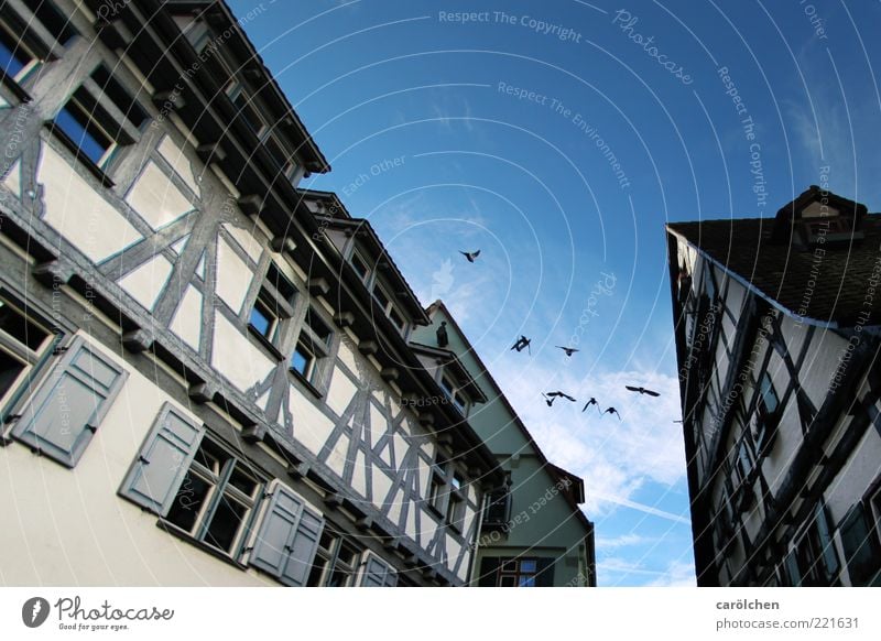 Old Town (LT Ulm 14.11.10) Village Small Town Old town Deserted Building Blue White Roof Half-timbered facade Half-timbered house Bird Colour photo