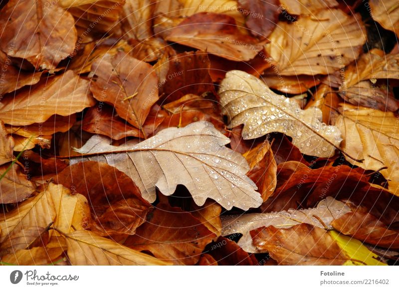 Ephemeral Environment Nature Plant Earth Autumn Leaf Forest Near Wet Natural Brown Autumnal Autumn leaves Autumnal colours Autumnal weather Drop Dew