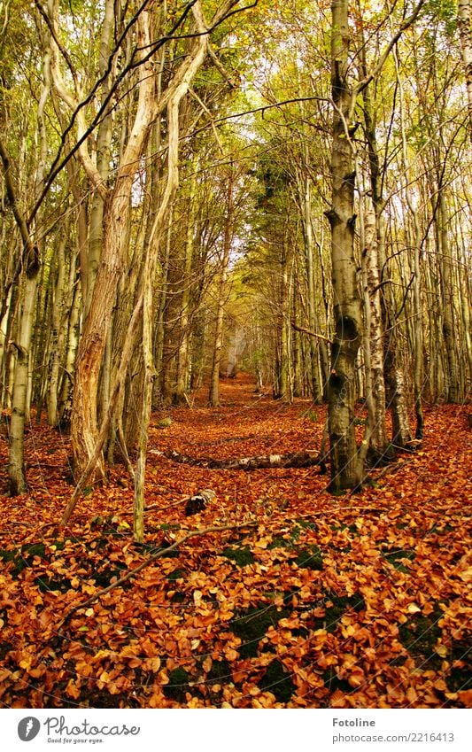 red leaves Environment Nature Landscape Plant Elements Earth Sky Autumn Weather Beautiful weather Tree Moss Leaf Bright Natural Warmth Brown Green Red Auburn