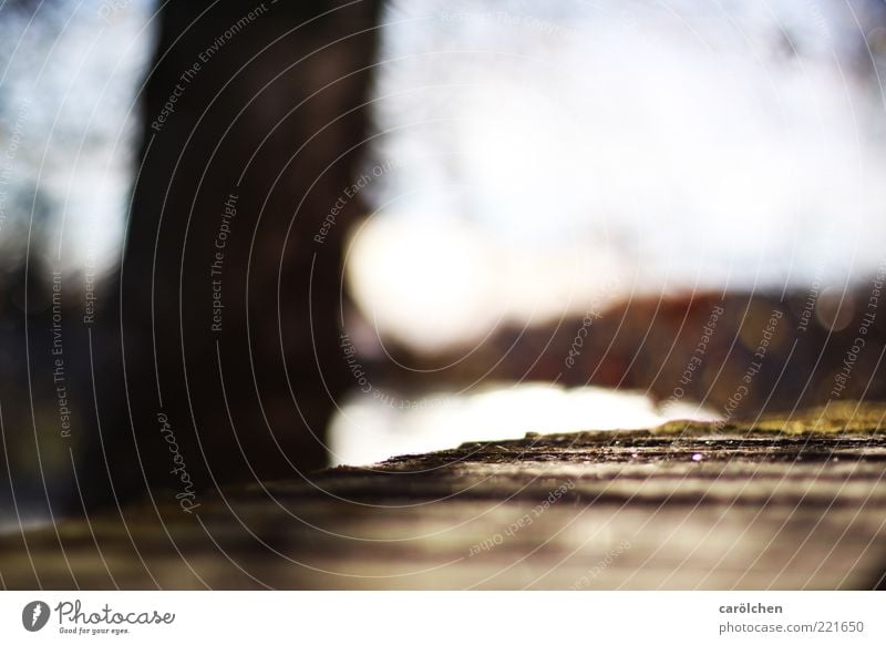 Wall lurker (LT Ulm 14.11.10) Deserted Brown Wall (barrier) Blur River bank Shallow depth of field Colour photo Subdued colour Detail Tree trunk Copy Space