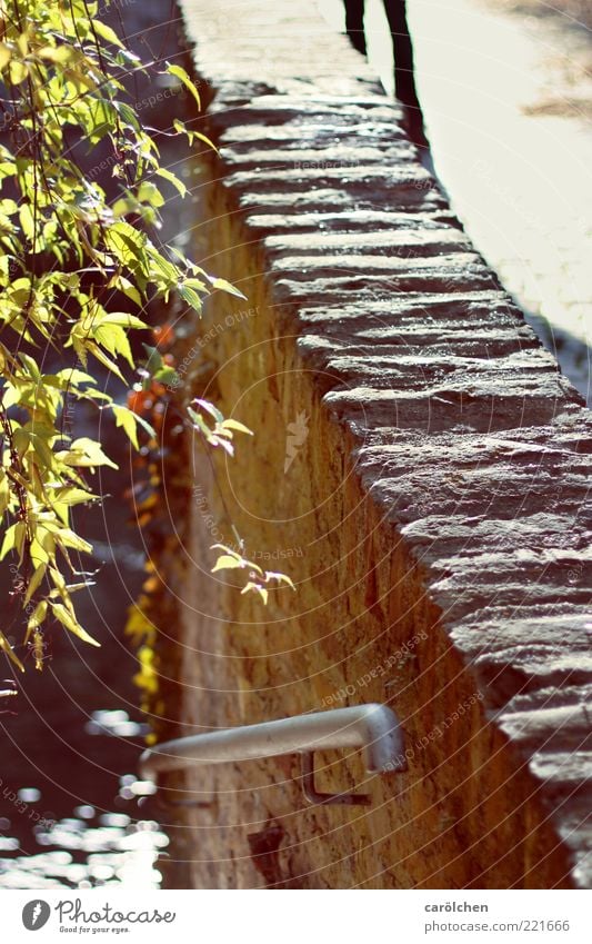 at the wall on the Lauer (LT Ulm 14.11.10) Wall (barrier) Wall (building) Yellow Gold Gray Green Handrail Bridge Back-light Colour photo Day Deserted Leaf