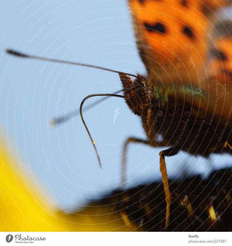 Butterflies and their existence as butterflies Butterfly Feeler Small tortoiseshell To feed Noble butterfly Trunk Dark brown naturally Delicate