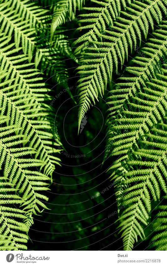 fern Nature Plant Fern Leaf Foliage plant Green Fern leaf Forest Colour photo Exterior shot Contrast