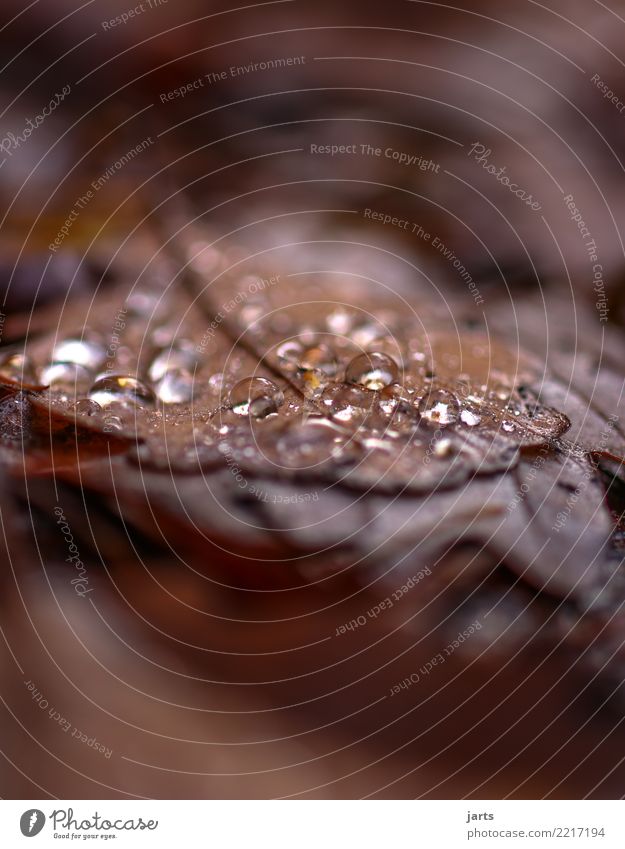 autumn drop II Nature Plant Drops of water Autumn Rain Leaf Forest Wet Natural Calm Hope Colour photo Subdued colour Exterior shot Close-up Detail Deserted