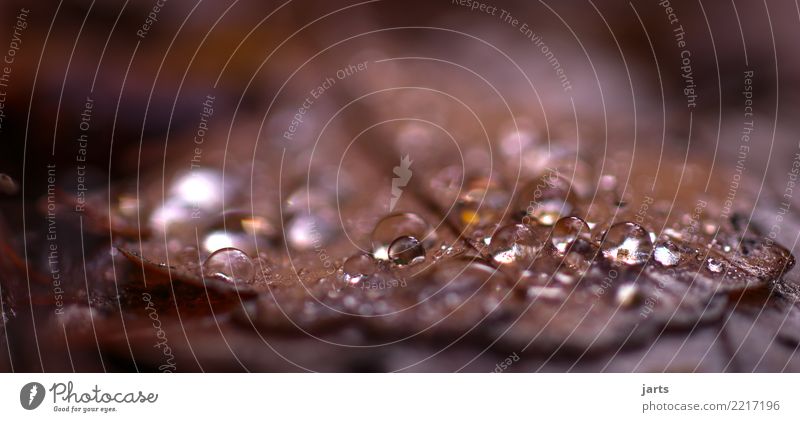 drop in autumn Nature Drops of water Autumn Plant Leaf Fresh Wet Natural Brown Serene Calm Optimism Dew Colour photo Exterior shot Close-up Detail