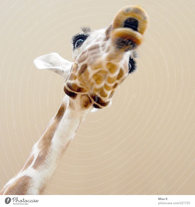 kiss Animal Wild animal 1 Exotic Funny Giraffe Muzzle Neck Eyes Ear Pelt Head Copy Space bottom Large Colour photo Close-up Deserted Neutral Background