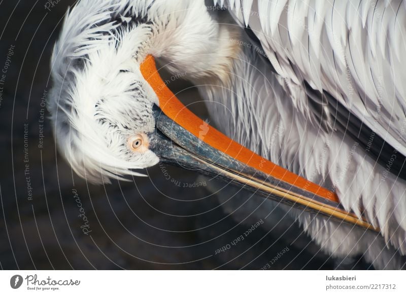 Pelikan cleans plumage, close-up Pelican cleans up Feather Beak Close-up Bird Animal portrait Water Nature waterfowl Pond Body of water Eyes Loneliness