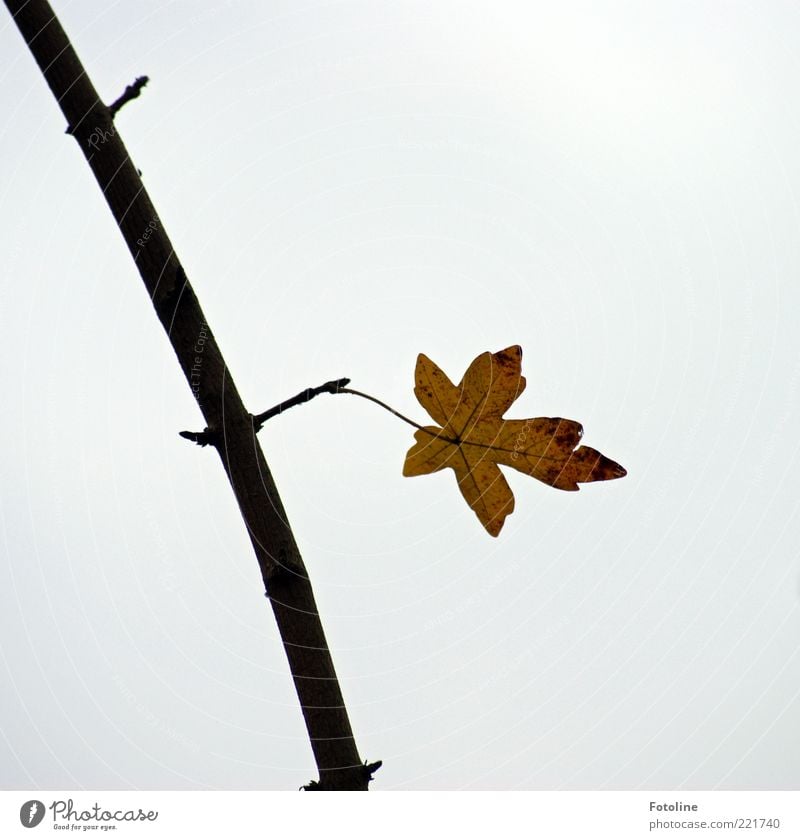 The last sheet Environment Nature Plant Sky Autumn Leaf Natural Loneliness Colour photo Subdued colour Exterior shot Close-up Copy Space right Copy Space top