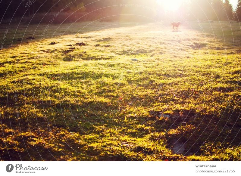 Autumn in light Environment Nature Landscape Earth Sun Sunrise Sunset Sunlight Beautiful weather Lightning Park Field Animal Dog Emotions Happiness Bravery