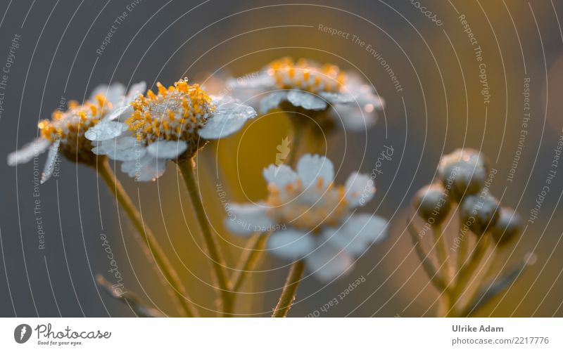 Small white flowers in the morning dew Nature Plant Summer Autumn Blossom Wild plant weed Meadow Field Blossoming Glittering Fresh Wet Natural White Inspiration